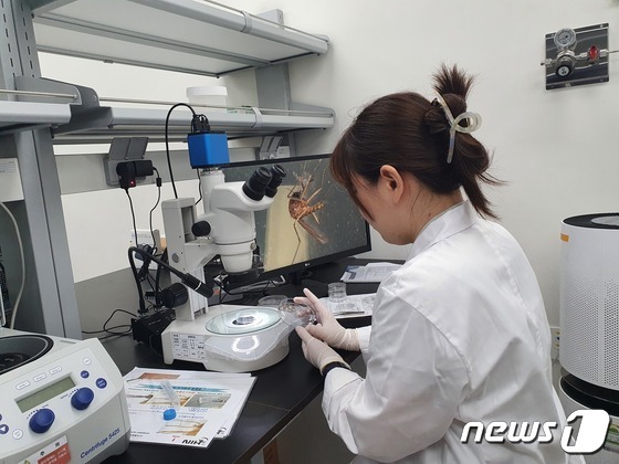 충남도 보건환경연구원의 연구원이 일본뇌염 유행을 조사하고 있다./뉴스1 ⓒ News1