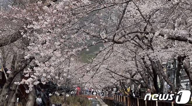 국내 대표 벚꽃 축제인 진해군항제가 열리고 있는 30일 경남 창원시 진해구 여좌천 일대에서 관광객들이 벚꽃을 보며 즐거운 시간을 보내고 있다. 2024.3.30/뉴스1