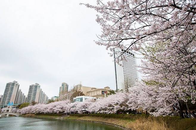 지난해 석촌호수 벚꽃