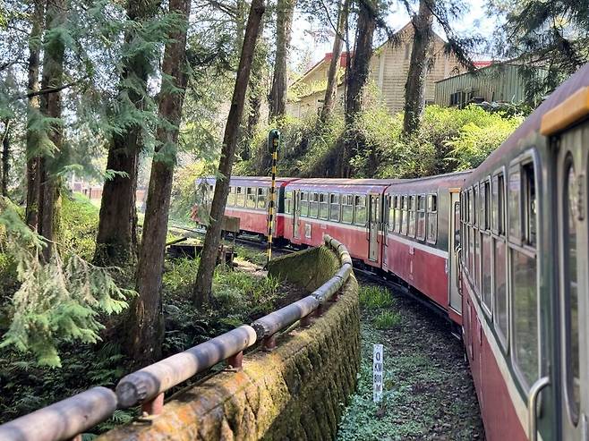 아리산 삼림공원 안을 달리는 열차.