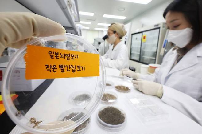 경기도보건환경연구원에서 연구원들이 모기 분류 작업을 하고 있다. 연합뉴스