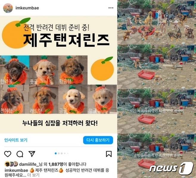 유기견이 아닌 반려견 연습생으로 홍보한 귤엔터(귤엔터 제공) ⓒ 뉴스1