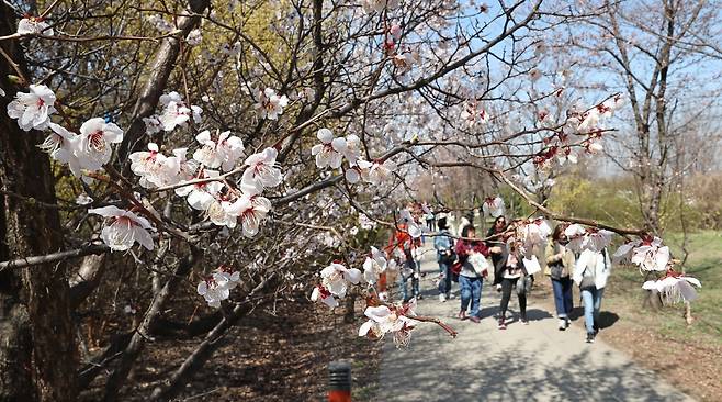 여의도봄꽃축제가 시작된 후 첫 주말인 31일 서울 영등포구 여의도 윤중로 일대에 꽃샘추위 등으로 벚꽃의 개화가 늦어지고 있다./연합뉴스