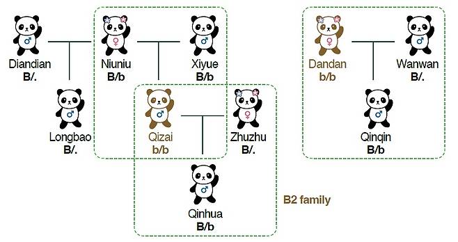 수컷인 치자이(Qizai)와 암컷 단단(Dandan)은 부모 모두가 염기 25개가 누락된 열성 유전자(b)를 물려줬기 때문에 털이 갈색을 띤다. 사진 PNAS