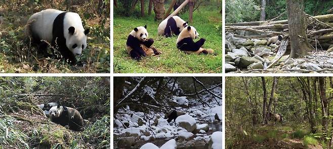 흑백 대비가 확실한 자이언트 판다는 동물원에서는 눈에 잘 띄지만(윗줄), 자연에서는 배경과 섞이거나 윤곽이 흐트러져 포식자가 잘 찾지 못한다. 사진 Scientific Reports