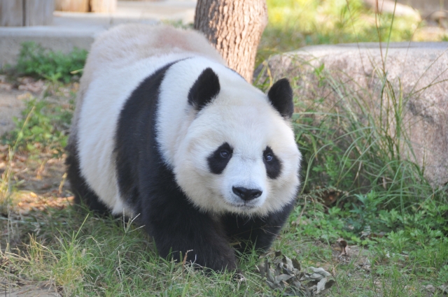 2020년 10월 일본 고베시 오지동물원에서 지내는 자이언트 판다 '탄탄'.오지동물원 엑스(X)