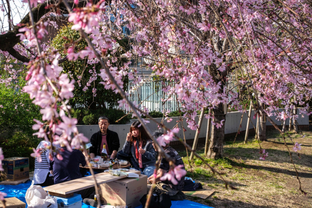 31일 도쿄에서 벚꽃놀이를 즐기는 사람들. [AFP연합뉴스]