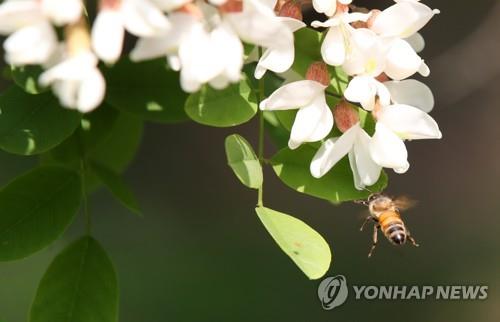 아까시꽃과 꿀벌 [연합뉴스 자료사진]