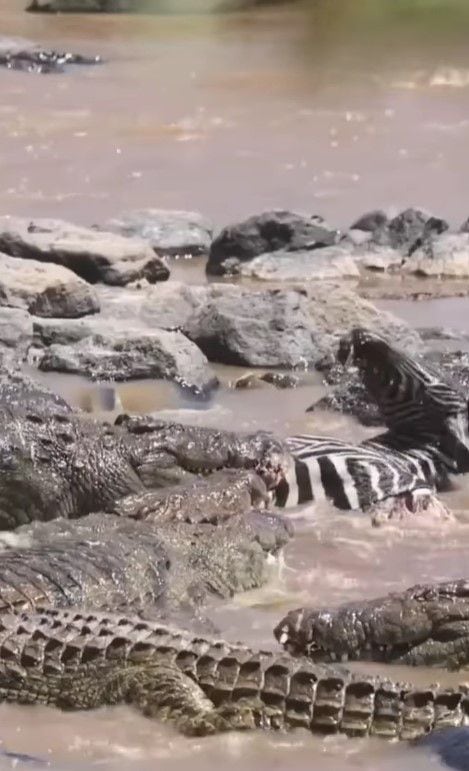 나일악어가 사냥한 얼룩말을 '데스롤' 방식으로 조각내 먹고 있다.naturematata. everwild_africa instagram