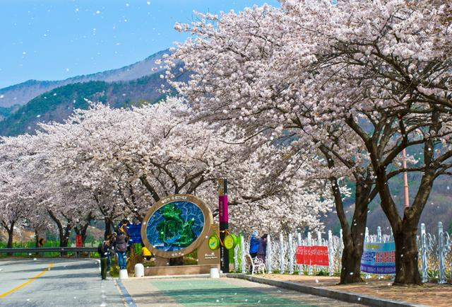 꽃비가 내리는 영천 임고강변 풍경. 영천시청 제공
