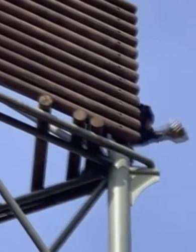 옆 고릴라 방사장에 돌 던지는 침팬지/사진=YTN 제보영상 캡처