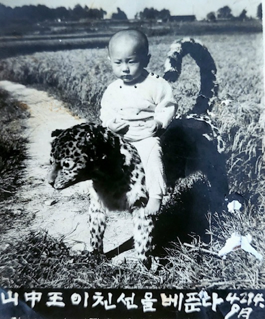 60여 년 전 박제품 호랑이 위에 올라탄 내 어린 시절 모습. 이걸 찍은 떠돌이 사진사가 남파 간첩이었다는 이야기를 나중에 들었다.