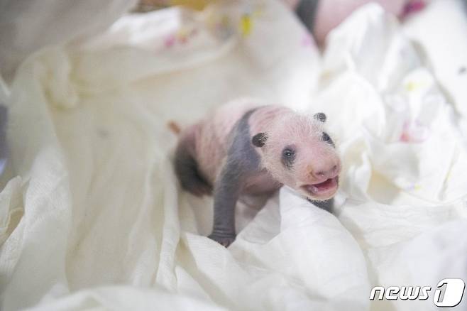 아기 판다 '푸바오'가  경기도 용인시 에버랜드에서 공개되고 있다. ⓒ News1 김평석 기자