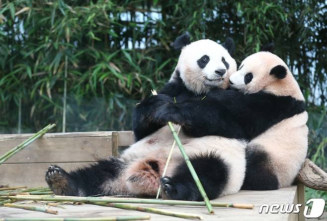 . 사진은 어미 판다 '아이바오'와 아기 판다 '푸바오'. (에버랜드 제공) 2021.7.5/뉴스1