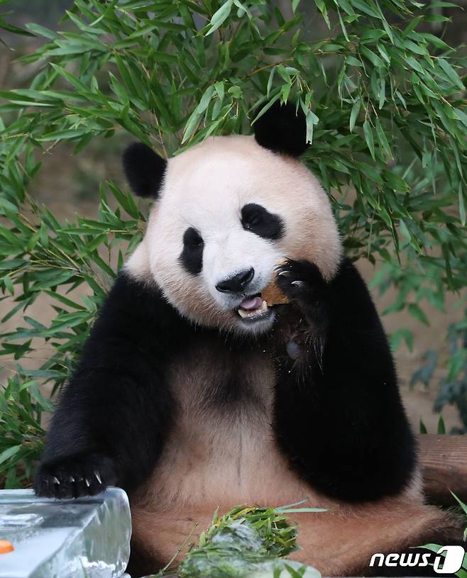 무더운 여름을 나고 있는 푸바오가 24일 오전 경기 용인시 처인구 에버랜드 판다월드에서 사육사들이 준비한 먹이를 먹고 있다. 2023.8.24/뉴스1 ⓒ News1 김영운 기자