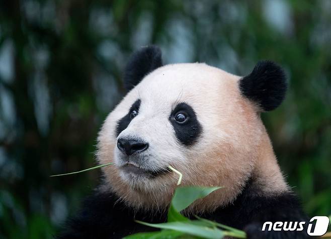자이언트 판다 푸바오가 오는 4월 중국 이동을 앞두고 관람객들과 3일 마지막 인사를 나눴다. 에버랜드는 푸바오가 중국으로 출발하는 당일 팬들과 함께 배웅하는 환송 행사를 검토 중이다. (삼성물산 제공) 2024.3.3/뉴스1