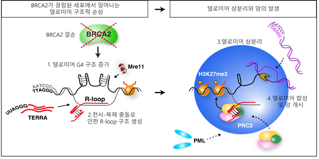 텔로미어 상분리와 암의 발생 과정을 나타낸 모식도. 서울대 제공