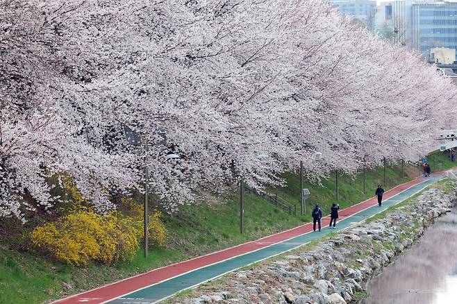 3일 서울 서초구 양재천에 벚꽃이 피어있다. 뉴시스