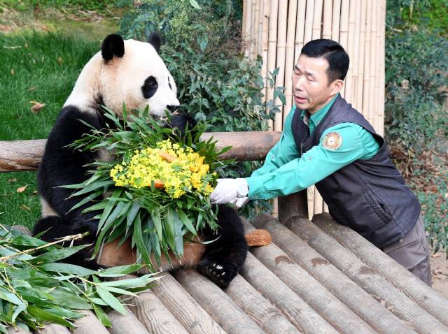 ▲ 푸바오가 일반 관람객들을 만나는 마지막 날이었던 지난달 3일, 용인 에버랜드 판다월드 실내 방사장에서 강철원 사육사가 푸바오에게 당근과 유채꽃을 선물하고 있다. [연합뉴스 자료사진]