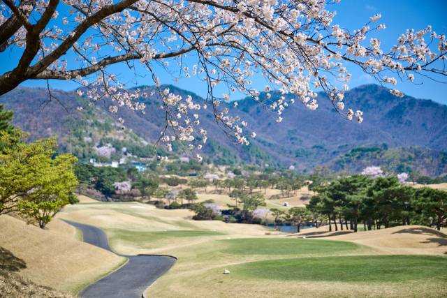 봄꽃 핀 에이원CC. 대자연의 웅장을 느낄 수 있는 곳이다.