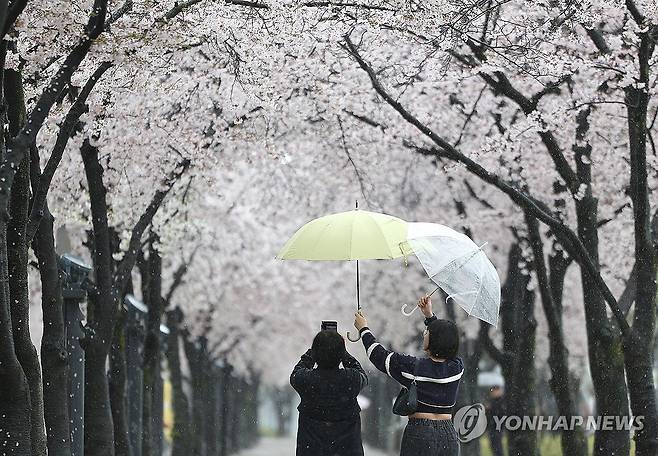봄비 속에서 벚꽃 산책 (대구=연합뉴스) 윤관식 기자 = 대구 지역에 봄비가 내린 3일 대구 수성구 수성못 벚꽃 산책로에서 시민들이 우산을 서로 들어주며 벚꽃 사진을 찍고 있다. 2024.4.3 psik@yna.co.kr