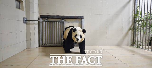 선수핑기지에 도착한 푸바오. /중국판다보호연구센터 웨이보 캡처