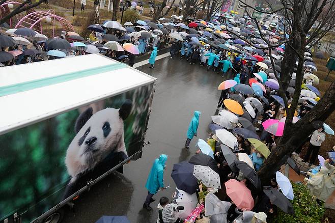 비가 내린 3일 오전 경기 용인시 에버랜드 판다월드에서 관람객 6000여 명이 우산을 쓴 채 중국으로 떠나는 자이언트판다 ‘푸바오’를 배웅하고 있다. 무진동 트럭에 탄 푸바오를 직접 볼 순 없었지만, 트럭에는 푸바오의 대형 사진이 래핑돼 있었다. 푸바오는 이날 오후 4시 30분 인천국제공항에서 중국행 전세기를 타고 중국으로 떠났다./AP 연합뉴스