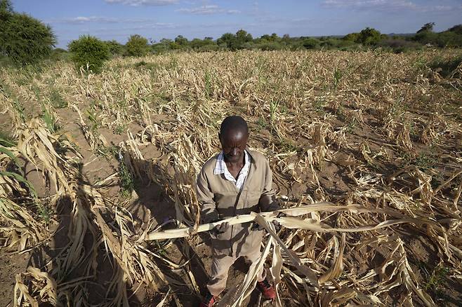 짐바브웨 농민이 남서부 맹궤이 지역에서 지난달 22일 가뭄으로 시든 작물을 바라보며 서 있다. 맹궤이/AP 연합뉴스