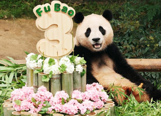 2023년 7월 세 번째 생일을 맞이한 푸바오가 사육사들이 준비한 생일 케이크 옆에서 쉬고 있다. 용인=연합뉴스