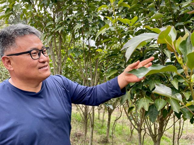 해남황칠 영농조합법인 이상귀 대표가 전남 해남 자신의 농장에서 키우고 있는 황칠나무에 대해 설명하고 있다. 해남=정민승 기자