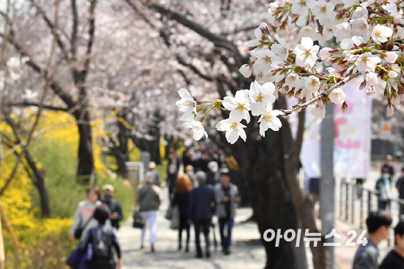 2일 오후 서울 여의도 윤중로를 찾은 시민들이 꽃놀이를 즐기고 있다. [사진=곽영래 기자]