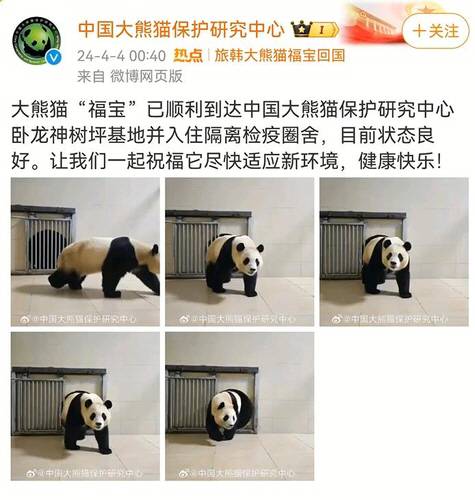▲ 선수핑기지에 도착한 푸바오[중국판다보호연구센터 웨이보 캡처·연합뉴스]