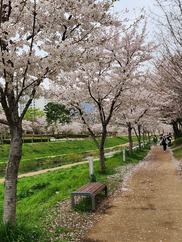 장유3동 신리1교 부근 둘레길 주변에 늘어선 벚꽃이 바람에 날리면서 하염없이 꽃비를 뿌리고 있다. 박동필 기자