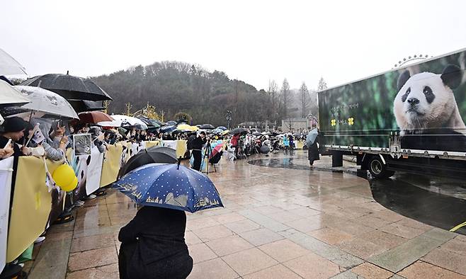 푸바오를 실은 특수차량이 3일 오전 경기 용인 에버랜드에서 팬들의 배웅을 받으며 이동하고 있다. 사진공동취재단
