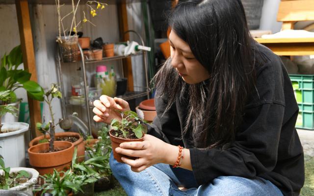 백수혜씨가 4일 서울 마포구 소재 '공덕동 식물유치원'에서 구조된 식물을 돌보고 있다. 임은재 인턴기자