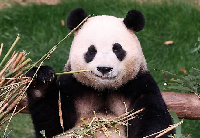 대나무 먹는 푸바오 (사진=연합뉴스)