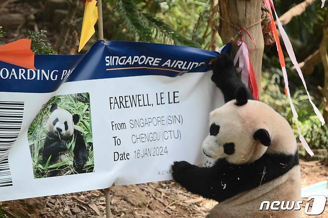 13일(현지시간) 공개된 사진에서 싱가포르에서 태어난 판다 '러러'가 중국행을 앞두고 열린 환영 행사에서 자신의 비행기 티켓을 보며 호기심을 보이고 있다. 2023.12.13 ⓒ AFP=뉴스1 ⓒ News1 정지윤 기자