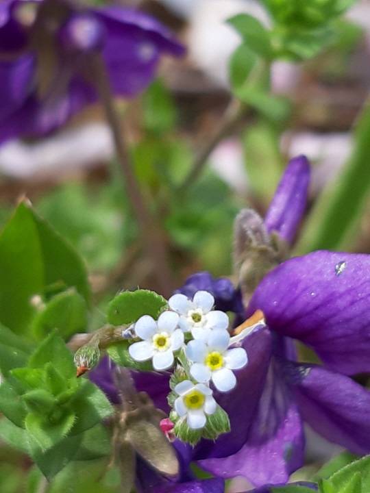 보라색 남산제비꽃과 꽃마리. 2019년 4월16일 서울 용산 대통령실(옛 국방부) 무궁화동산에서.
