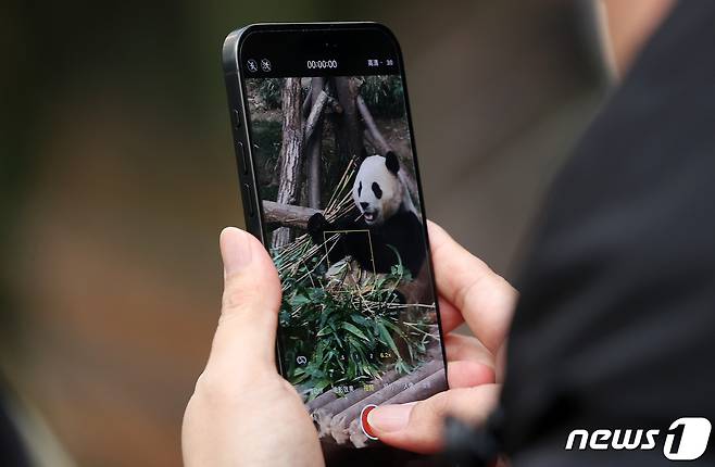 자이언트 판다 '푸바오'가 관람객들을 만나는 마지막 날인 3일 오전 경기 용인시 에버랜드 판다월드에서 관람객이 푸바오를 촬영하고 있다. 2024.3.3/뉴스1 ⓒ News1 사진공동취재단