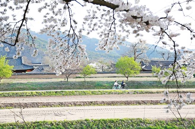 벚꽃이 만개한 안동 하회마을 (사진. 김관수)