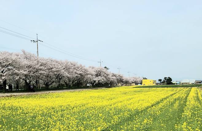 ▲쭉 뻗은 벚꽃길 옆으로 드넓게 펼쳐진 월출산 유채밭에 갓 피어난 노란꽃들이 바람에 흔들리며 상춘객에게 봄을 알리고 있다.