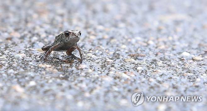새끼 두꺼비의 이동 지난해 5월 18일 전국 최대 두꺼비 산란지인 대구 수성구 욱수동 망월지 주변에서 새끼 두꺼비들이 이동하고 있다. [연합뉴스 자료사진]