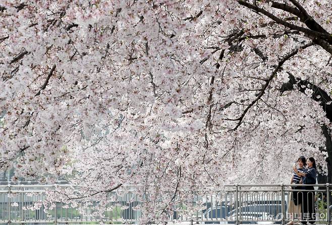 화창한 봄 날씨를 보인 8일 대전 동구 신안동 대동천변에 벚꽃이 만개해 있다./사진=뉴스1