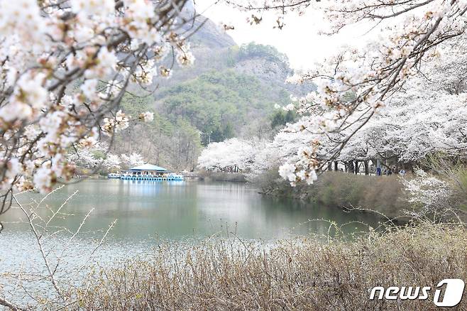 전국에서 가장 늦게 피는 벚꽃으로 유명한 마이산 벚꽃이 10일께 만개할 것으로 예상된다. 탑영제에 벚꽃이 활짝 피었다.(진안군제공)2024.4.8/뉴스1