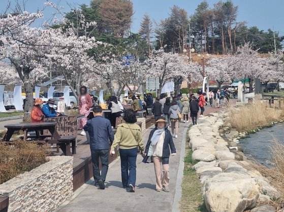 제22대 국회의원 총선거 본투표일인 10일 벚꽃이 만개한 강원 강릉 경포벚꽃축제장이 나들이객으로 북적이고 있다. 뉴스1