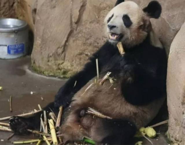 푸바오 '예비신랑'으로 유력하게 거론되는 중국 판다 위안멍. 커뮤니티 캡처