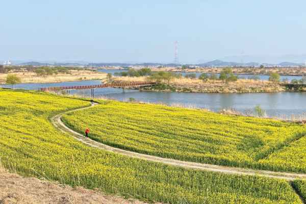 전남 나주 동섬 유채꽃밭.