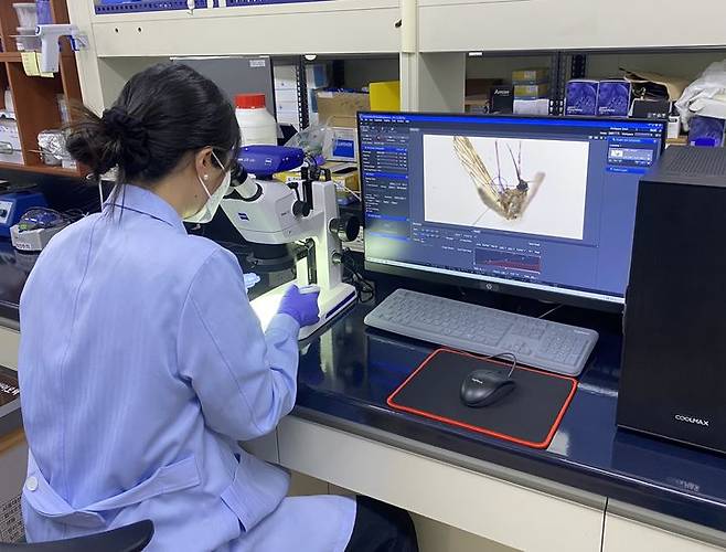 [안동=뉴시스} 경북도보건환경연구원 직원이 모기분류를 하고 있다. (사진=경북도 제공) 2024.04.10 *재판매 및 DB 금지
