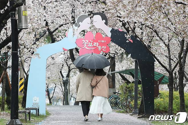 3일 오후 대구 북구 대구시청 산격청사 앞 꽃보라동산에서 우산을 쓴 시민들 봄비에 젖은 벚꽃을 감상하며 산책하고 있다. 2024.4.3/뉴스1 ⓒ News1 공정식 기자