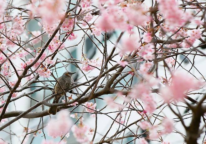 2024년 3월 11일 오후 부산 수영구 배화학교 활짝 핀 벚나무에 직박구리가 살포시 앉아 있다./김동환 기자